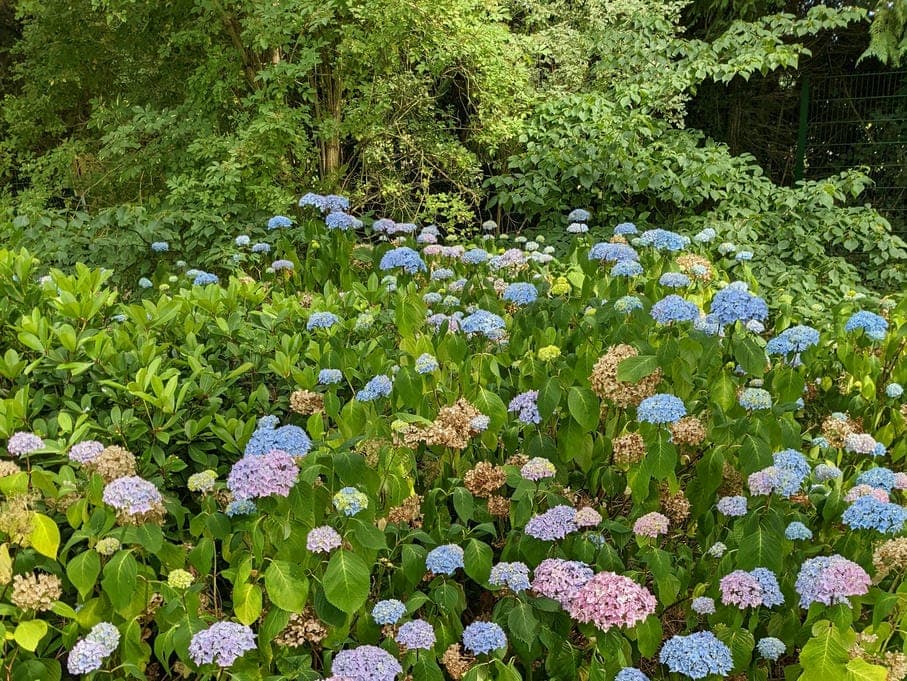 A garden filled with blooming hydrangeas in shades of blue, pink, and purple against a backdrop of lush green foliage.